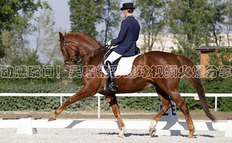 人生搏z6mg官网入口百度翻译